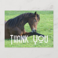 bruine paarden die in de gras liggen Dank u wel