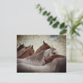 Bruine paarden Post-Kaart Briefkaart (Staand voorkant)
