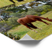 Bruine paardengrazing met hetzelfde Afbeelding Poster (Hoek)