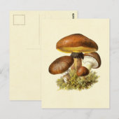  bruine paddenstoel briefkaart (Voorkant / Achterkant)