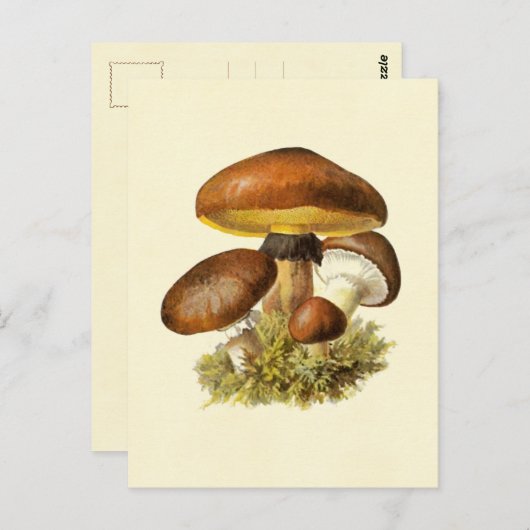  bruine paddenstoel briefkaart (Voorkant / Achterkant)