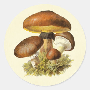 bruine paddenstoel ronde sticker