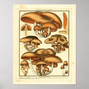 bruine paddenstoelen Franse kunst afdrukken Poster