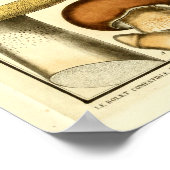  bruine paddenstoelen Franse kunst afdrukken Poster (Hoek)