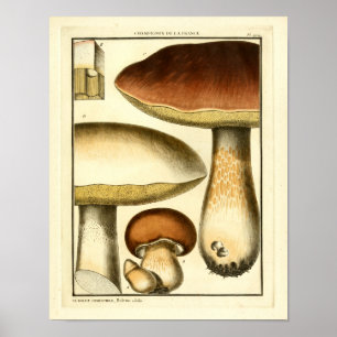  bruine paddenstoelen Franse kunst afdrukken Poster