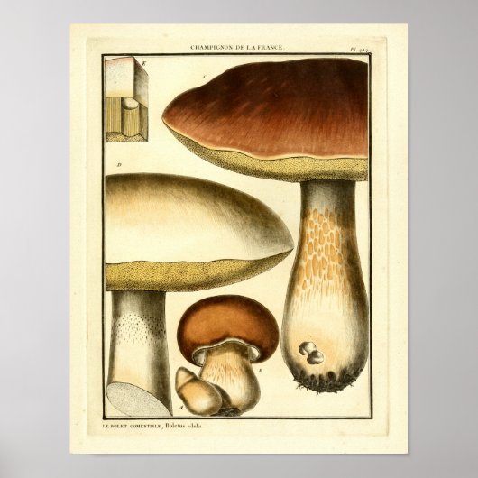  bruine paddenstoelen Franse kunst afdrukken Poster (Voorkant)