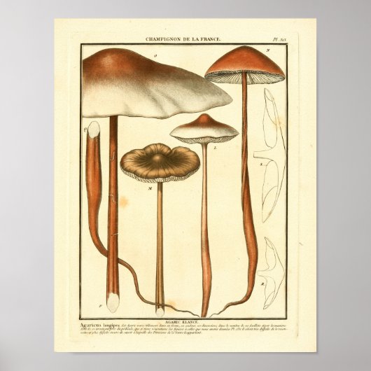  bruine paddenstoelen Franse kunst afdrukken Poster (Voorkant)
