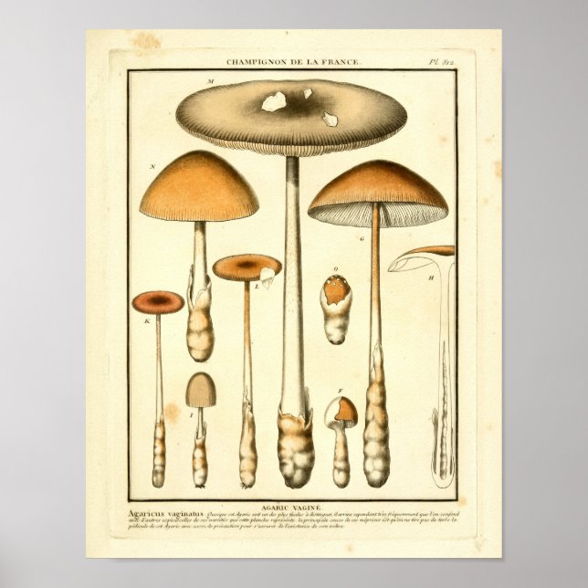  bruine paddenstoelen Franse kunst afdrukken Poster (Voorkant)