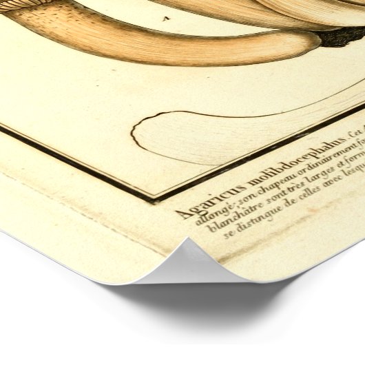  bruine paddenstoelen Franse kunst afdrukken Poster (Hoek)