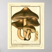  bruine paddenstoelen Franse kunst afdrukken Poster (Voorkant)