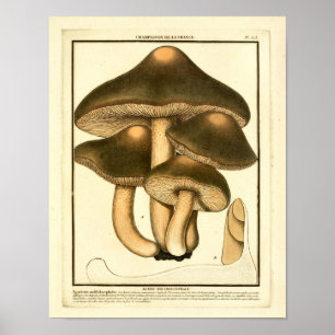  bruine paddenstoelen Franse kunst afdrukken Poster