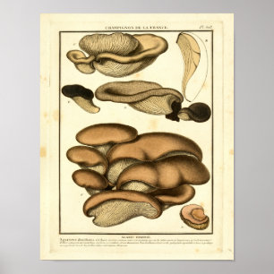bruine paddenstoelen Franse kunst afdrukken Poster