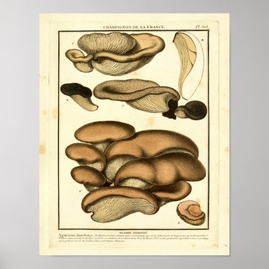 bruine paddenstoelen Franse kunst afdrukken Poster (Voorkant)