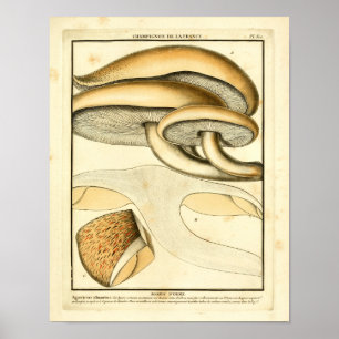  bruine paddenstoelen Franse kunst afdrukken Poster
