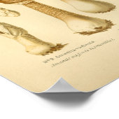  bruine paddenstoelen Kunst print Frans (Hoek)