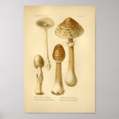  bruine paddenstoelen Kunst print Frans (Voorkant)