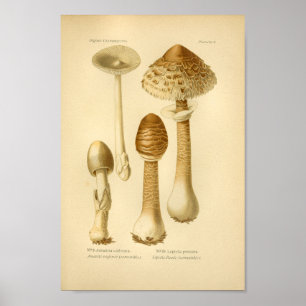 bruine paddenstoelen Kunst print Frans