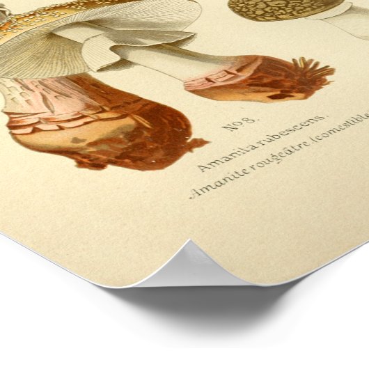  bruine paddenstoelen Kunst print Frans (Hoek)