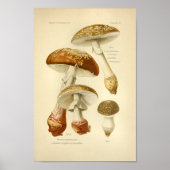  bruine paddenstoelen Kunst print Frans (Voorkant)