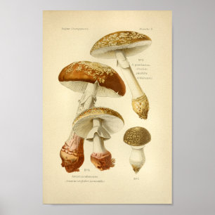  bruine paddenstoelen Kunst print Frans