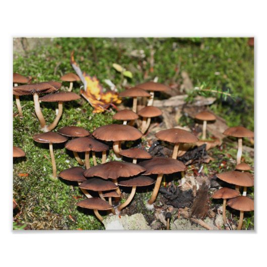Bruine Paddenstoelen Moss 10x8 Natuur Foto Afdruk (Voorkant)