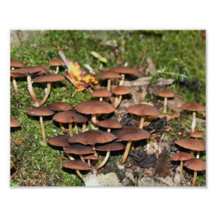 Bruine paddenstoelen Moss 10x8 Natuur Print Foto Afdruk