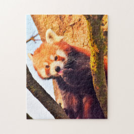 Bruine Pandaberen. Legpuzzel