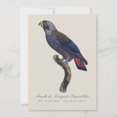 Bruine papegaai, Pionus fuscus Bedankkaart (Voorkant)