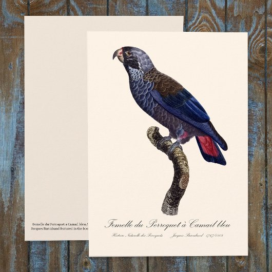 Bruine papegaai, Pionus fuscus Bedankkaart