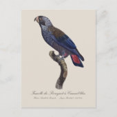 Bruine papegaai, Pionus fuscus Briefkaart (Voorkant)