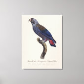 Bruine papegaai, Pionus fuscus Canvas Afdruk (Voorkant)