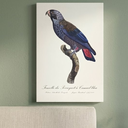 Bruine papegaai, Pionus fuscus Canvas Afdruk