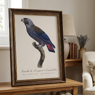 Bruine papegaai, Pionus fuscus Foto Afdruk