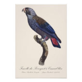 Bruine papegaai, Pionus fuscus Foto Afdruk (Voorkant)