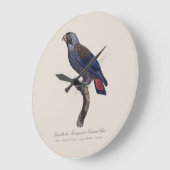 Bruine papegaai, Pionus fuscus Grote Klok (Hoek)