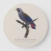 Bruine papegaai, Pionus fuscus Grote Klok (Voorkant)