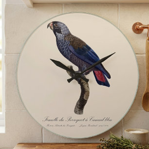 Bruine papegaai, Pionus fuscus Grote Klok