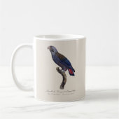 Bruine papegaai, Pionus fuscus Koffiemok (Links)