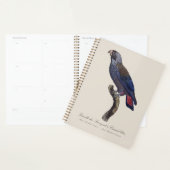 Bruine papegaai, Pionus fuscus Planner (Display)