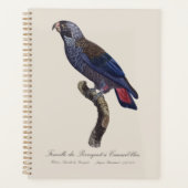 Bruine papegaai, Pionus fuscus Planner (Voorkant)