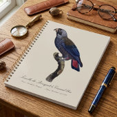 Bruine papegaai, Pionus fuscus Planner