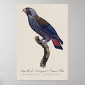 Bruine papegaai, Pionus fuscus Poster (Voorkant)