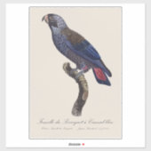 Bruine papegaai, Pionus fuscus Sticker (Vel)