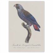 Bruine papegaai, Pionus fuscus Sticker (Voorkant)