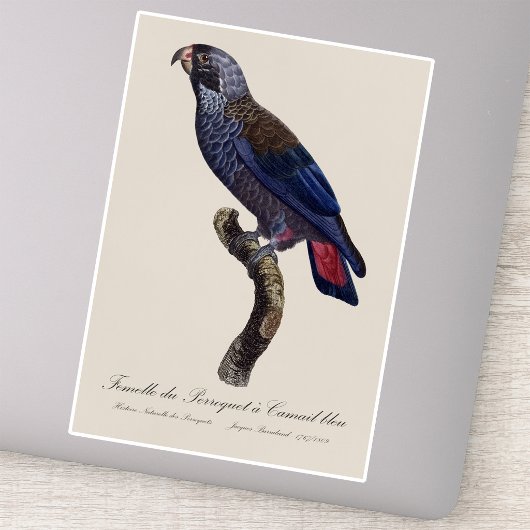 Bruine papegaai, Pionus fuscus Sticker