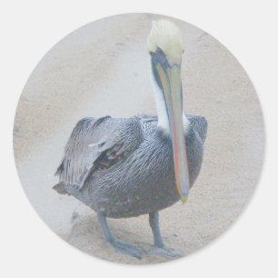 Bruine Pelican #2 Stickers