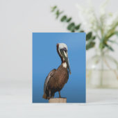 Bruine Pelican Bird op Post Briefkaart (Staand voorkant)