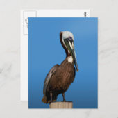 Bruine Pelican Bird op Post Briefkaart (Voorkant / Achterkant)