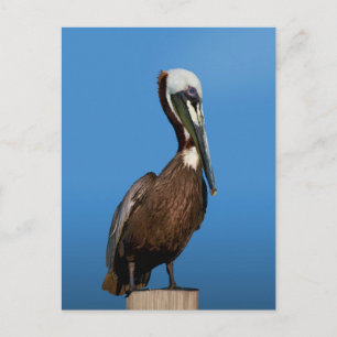 Bruine Pelican Bird op Post Briefkaart