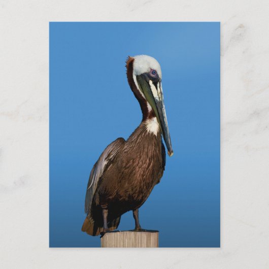 Bruine Pelican Bird op Post Briefkaart (Voorkant)